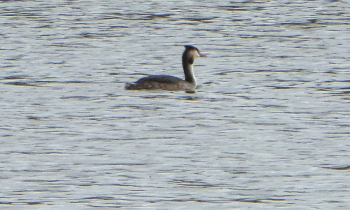 Great Crested Grebe - ML610234607