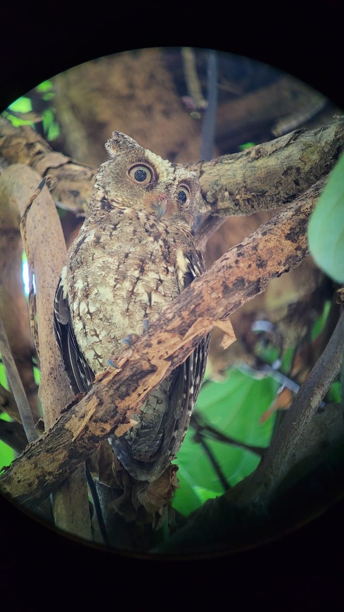 Sulawesi Scops-Owl - ML610234760