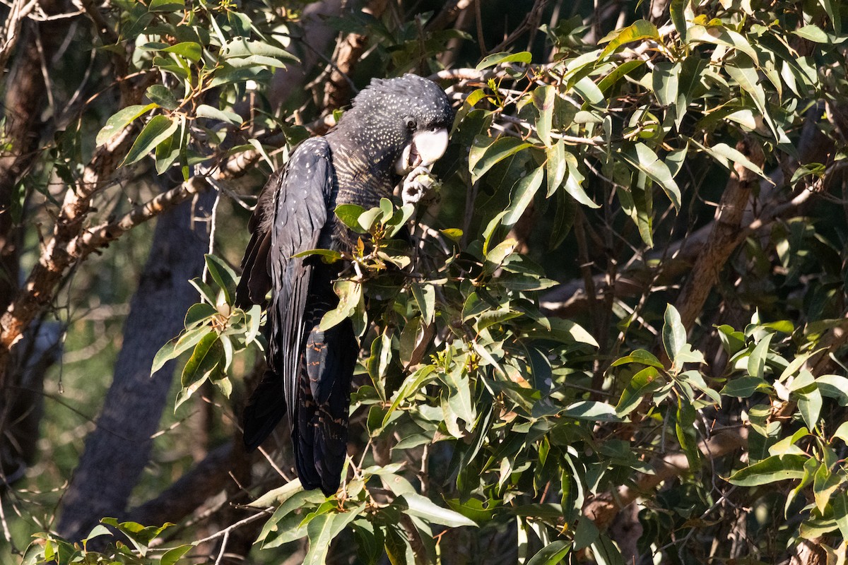 Red-tailed Black-Cockatoo - ML610234773