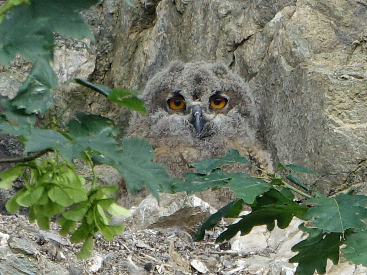 Eurasian Eagle-Owl - ML610235076