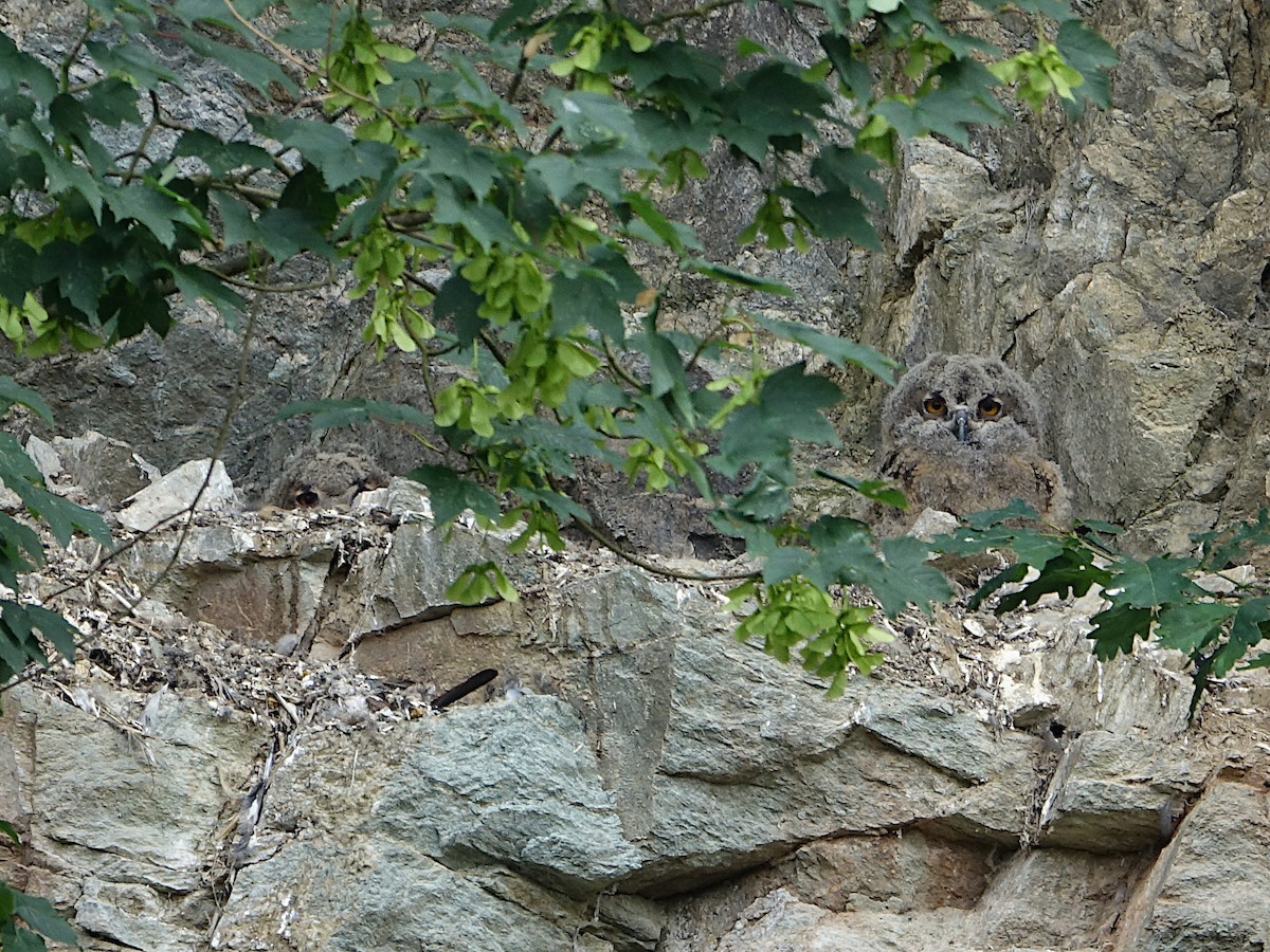 Eurasian Eagle-Owl - ML610235077