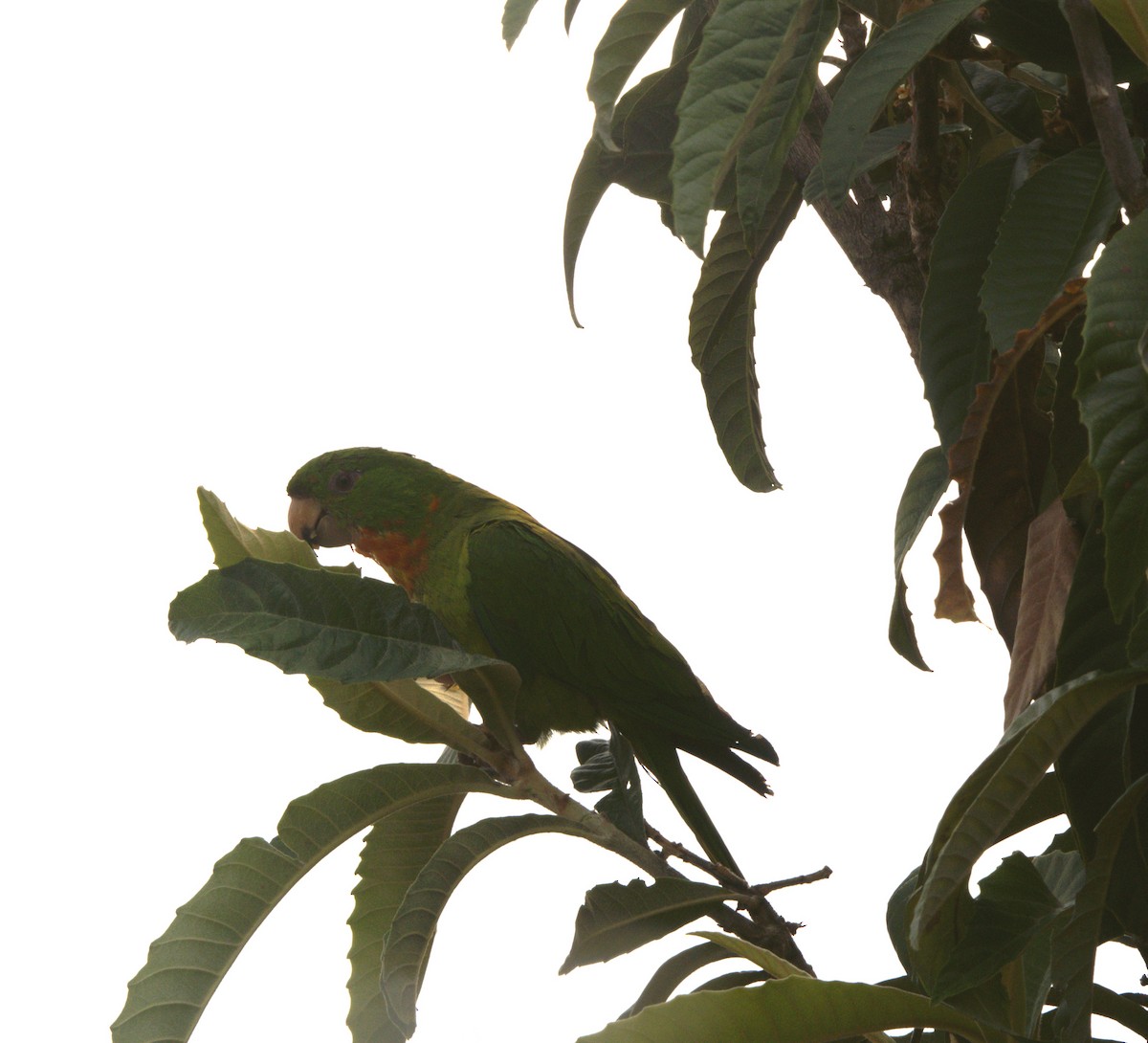 Green Parakeet (Red-throated) - ML610235361