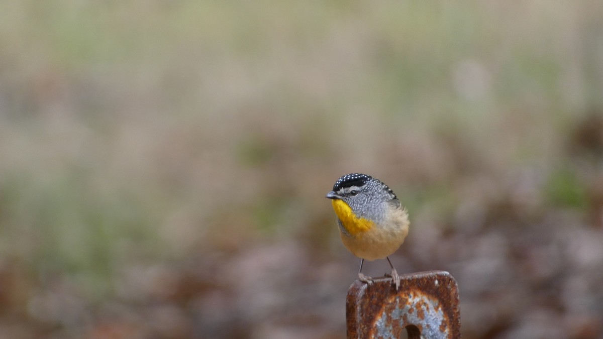 Spotted Pardalote - ML610235556