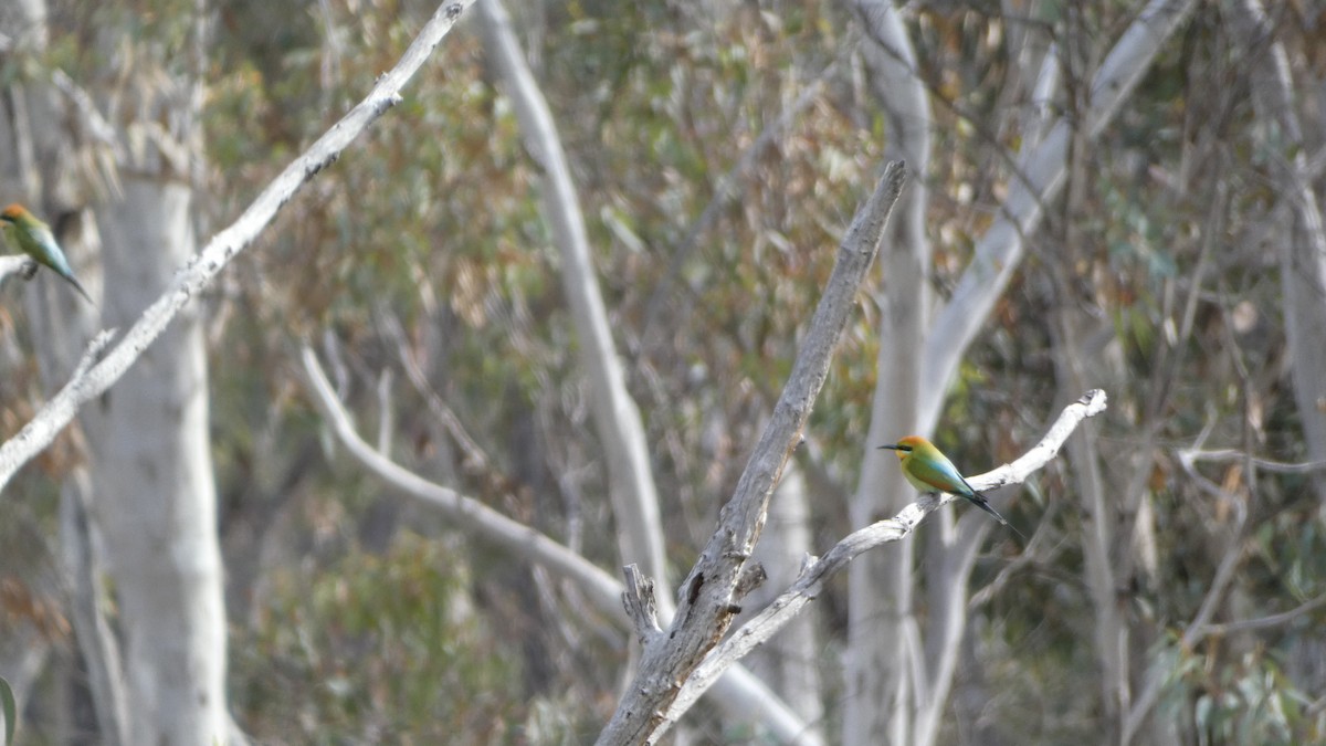 Rainbow Bee-eater - Morgan Pickering