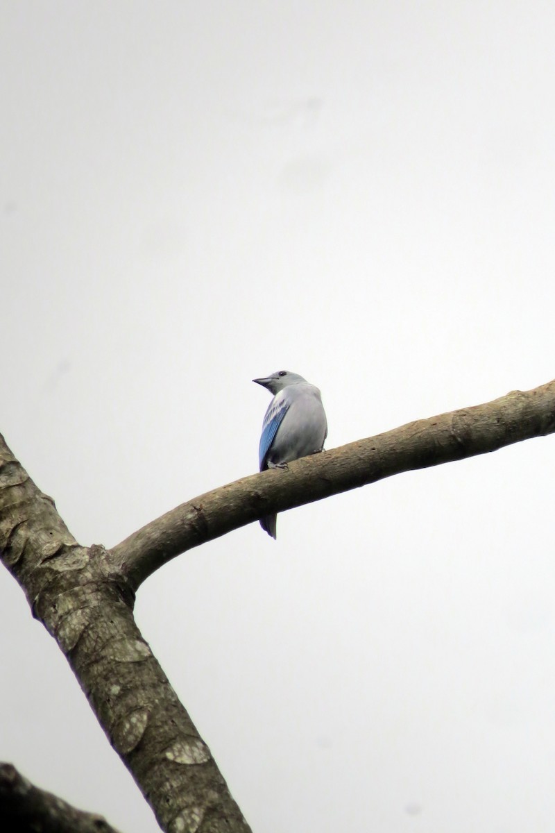Blue-gray Tanager - ML610236065
