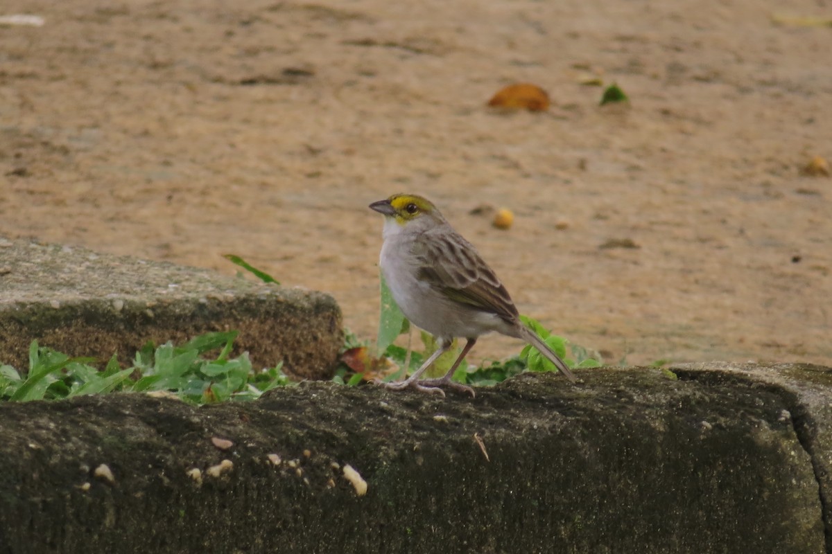 Yellow-browed Sparrow - Tomaz Melo