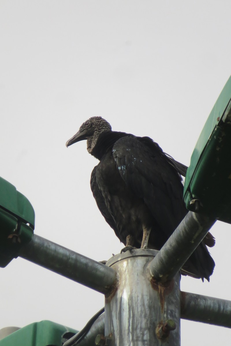 Black Vulture - ML610236069