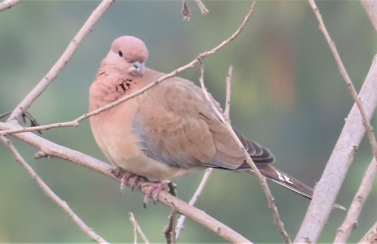 Laughing Dove - ML610236139
