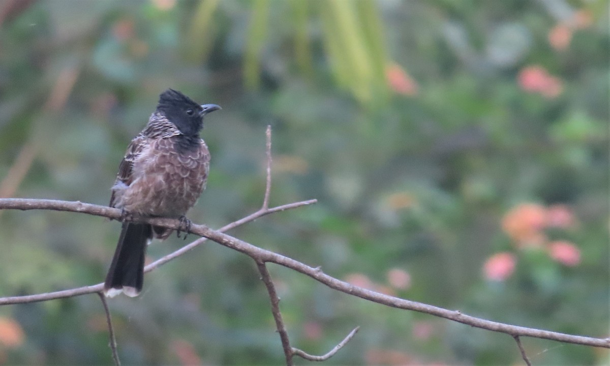 Red-vented Bulbul - ML610236160