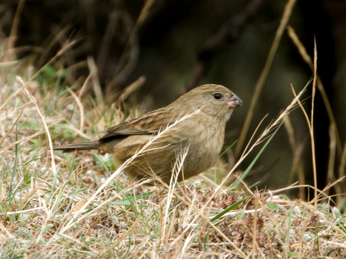 Plain-colored Seedeater - ML610236224