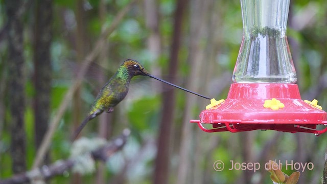 Sword-billed Hummingbird - ML610236241
