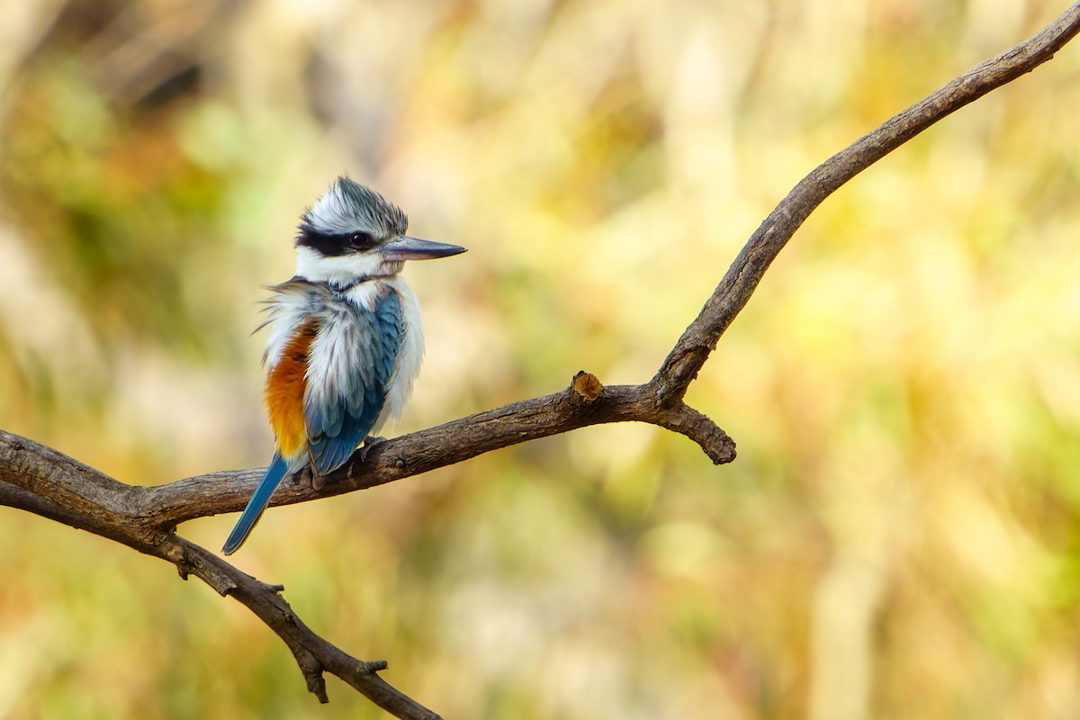 Red-backed Kingfisher - ML610236248