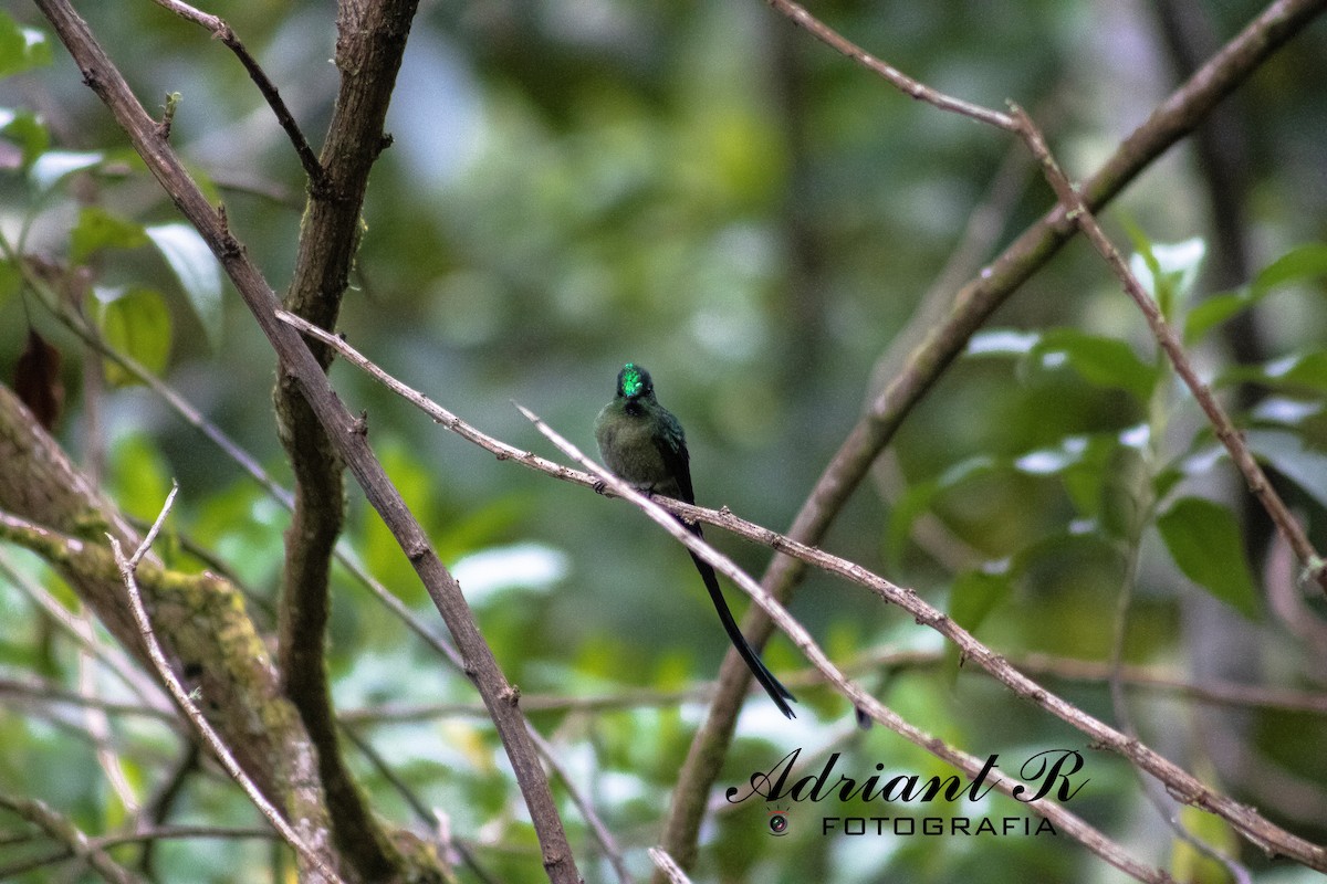 Long-tailed Sylph - ML610236366