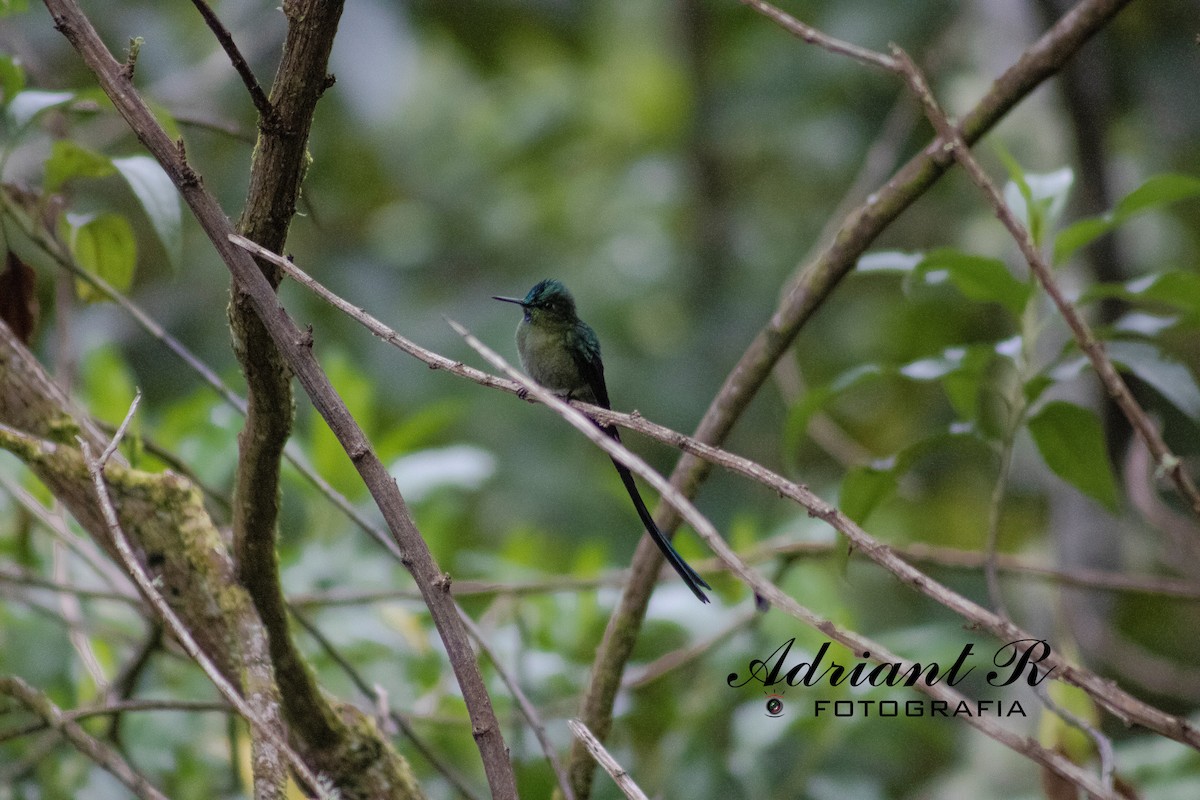 Long-tailed Sylph - ML610236367