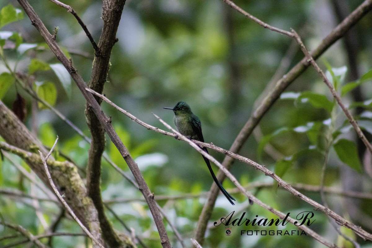 Long-tailed Sylph - ML610236368