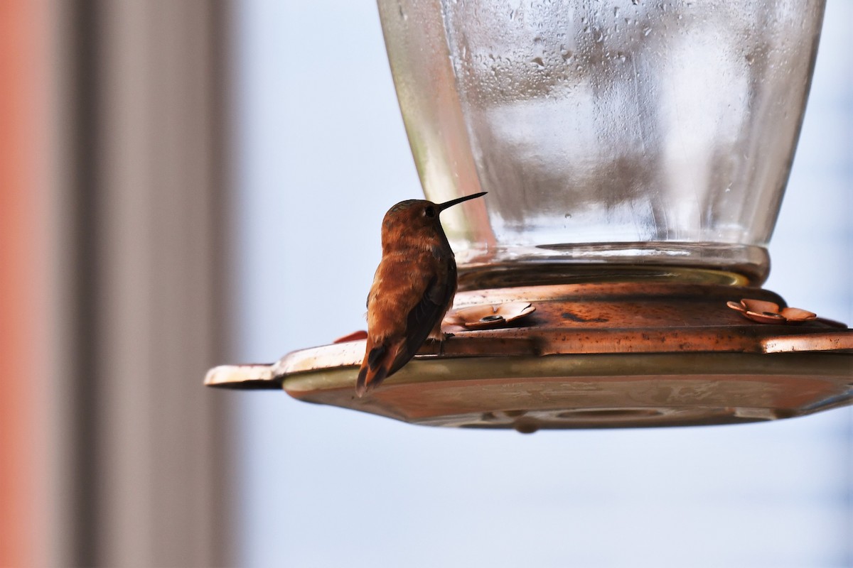 Rufous Hummingbird - Kristin Wegner