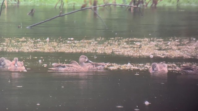 Blue-winged x Green-winged Teal (hybrid) - ML610237478