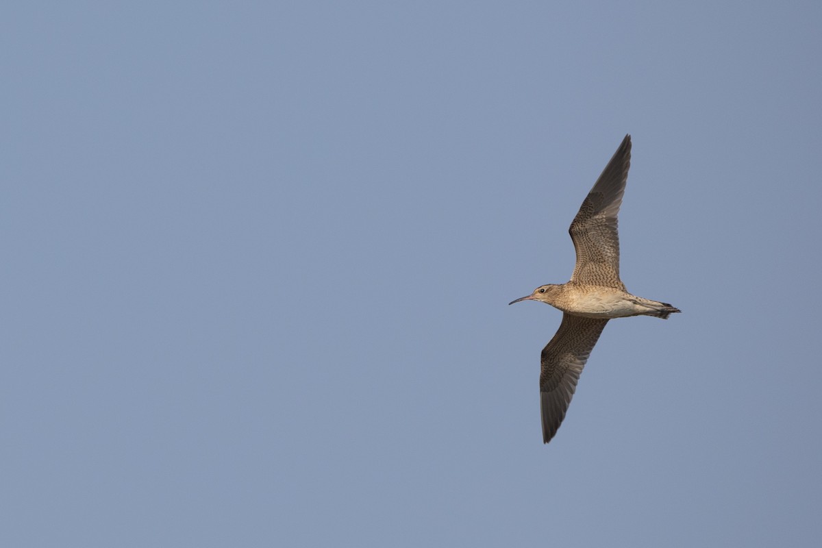 Little Curlew - ML610237545