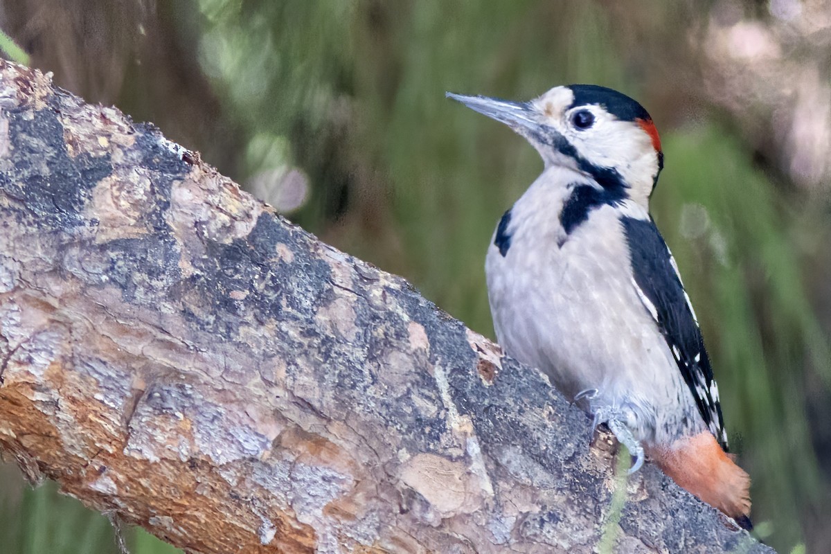 Syrian Woodpecker - Volkan Donbaloglu