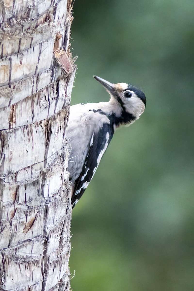 Syrian Woodpecker - ML610237775