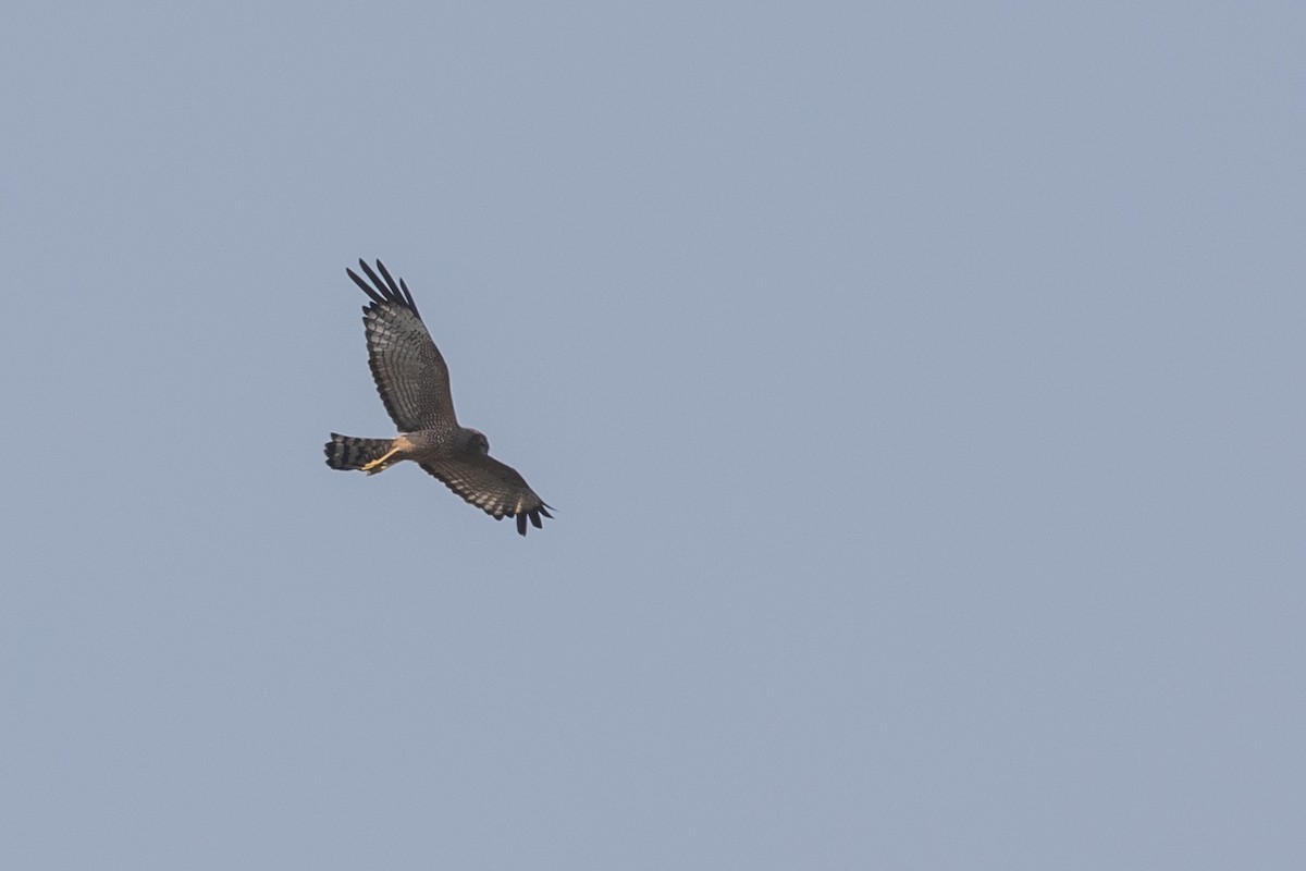 Spotted Harrier - ML610237903