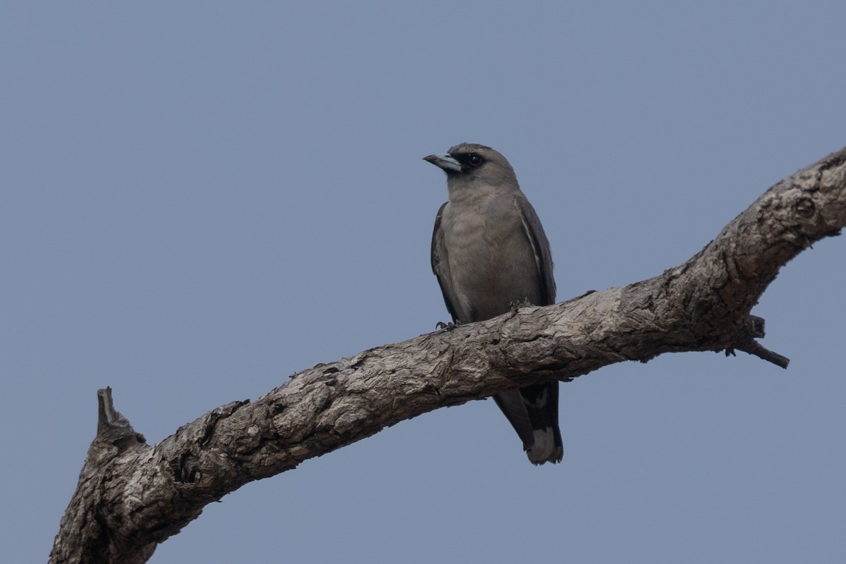Black-faced Woodswallow (Black-vented) - ML610237916