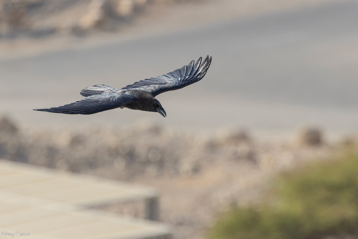 Brown-necked Raven - ML610238104