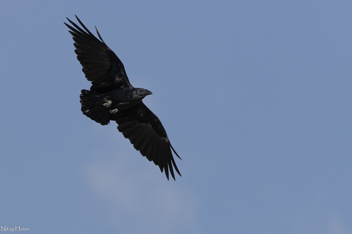 Fan-tailed Raven - ML610238133