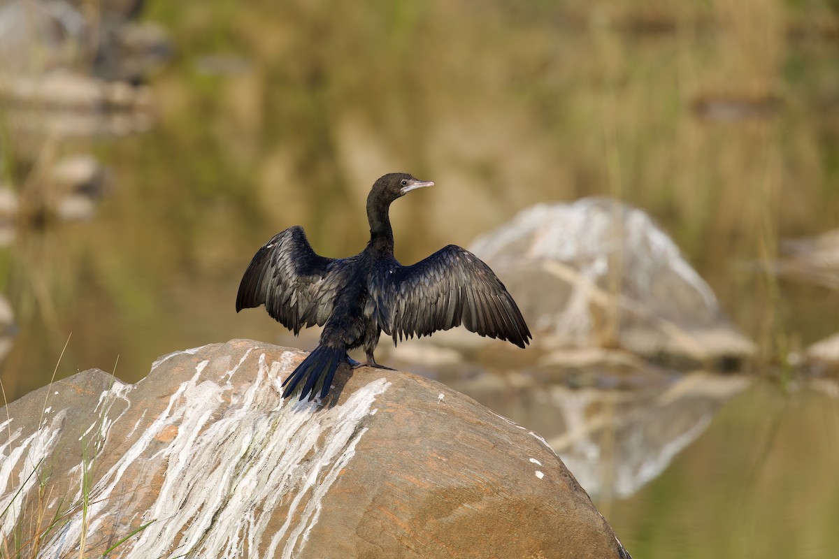 Little Cormorant - Sourav Mandal