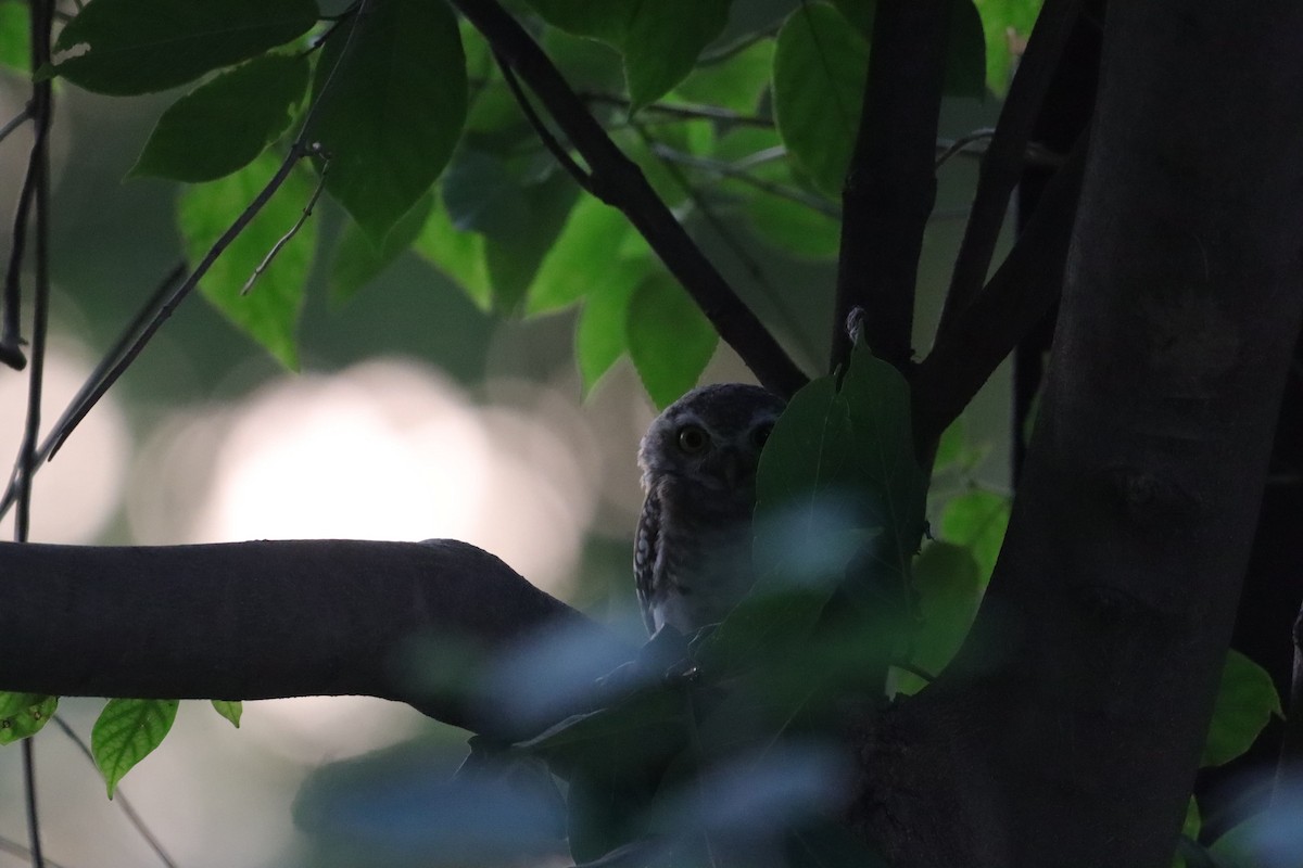 Spotted Owlet - ML610238209