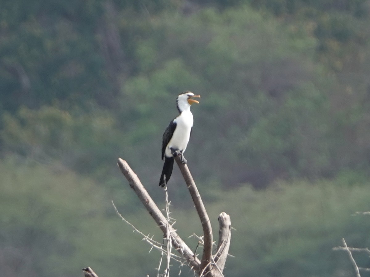 Little Pied Cormorant - Barry Reed