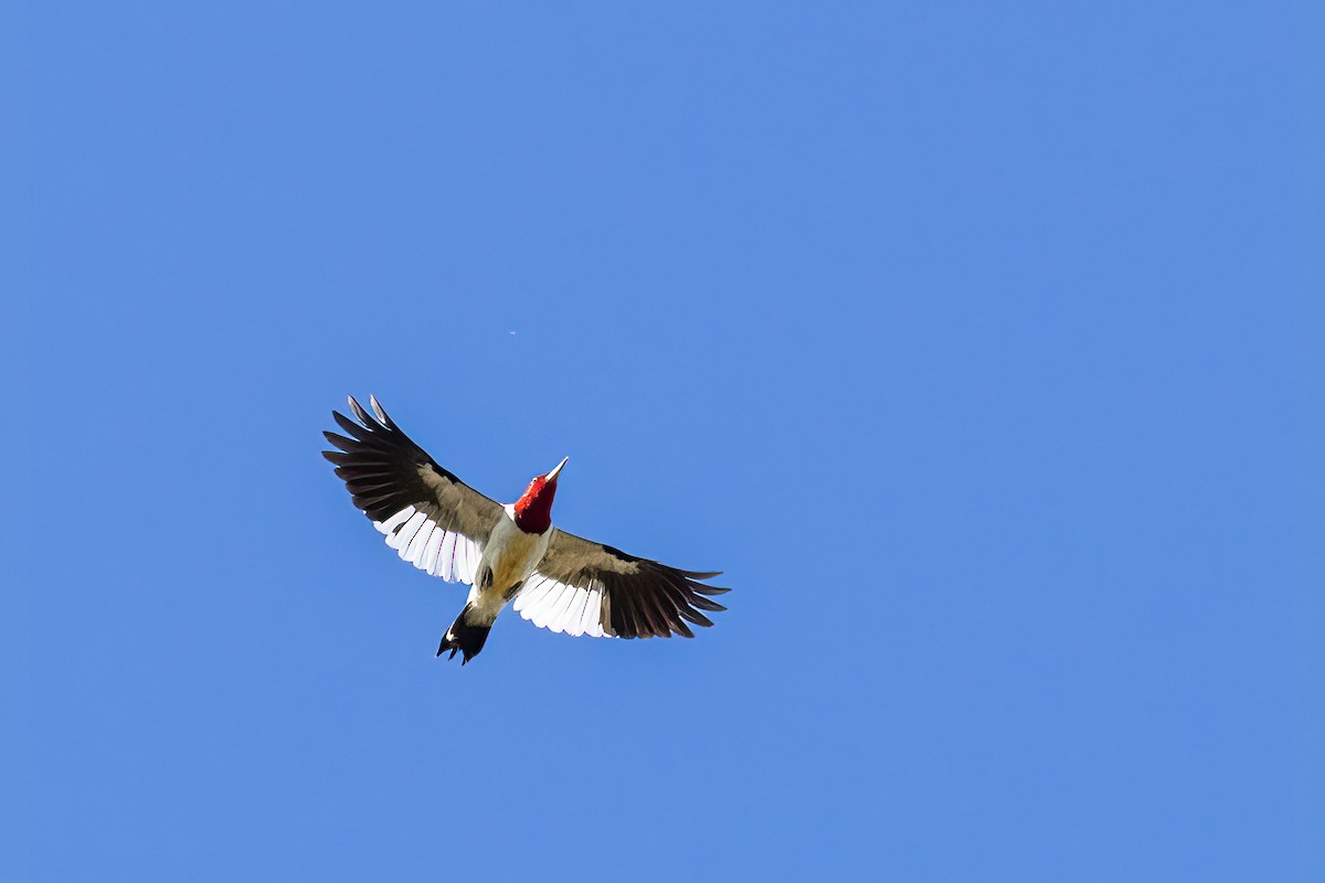 Red-headed Woodpecker - ML610238453