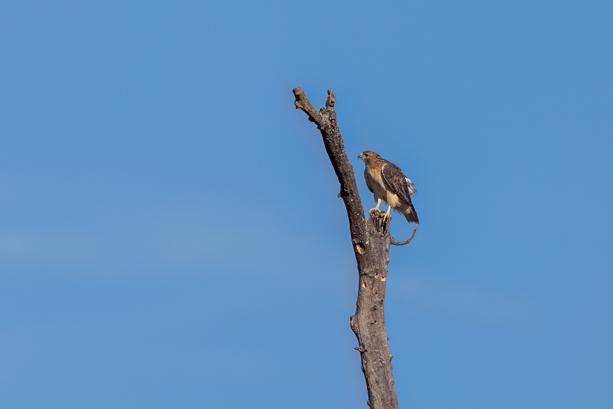 Red-tailed Hawk - ML610238532