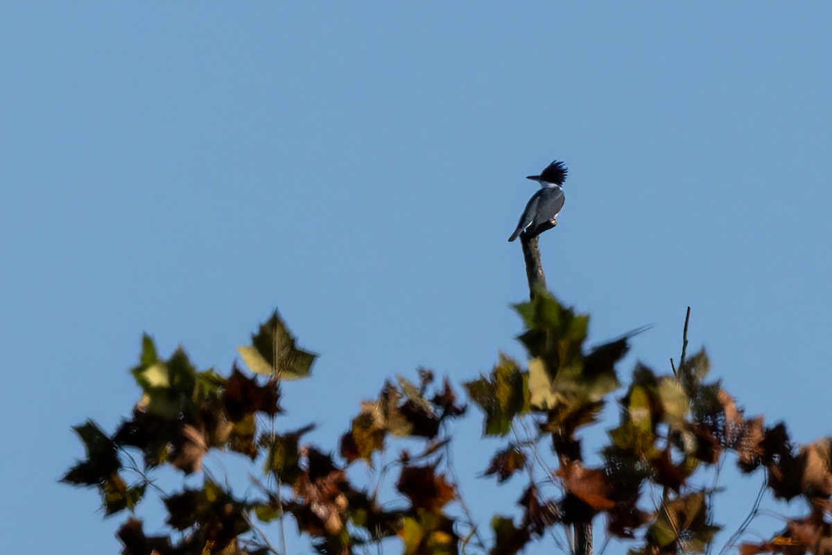 Belted Kingfisher - ML610238631