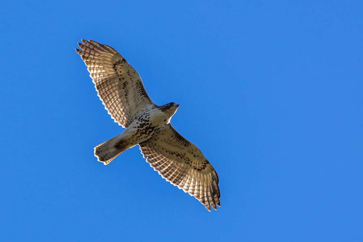 Red-tailed Hawk - ML610238900