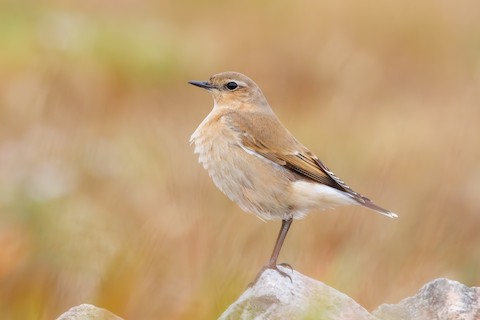 Northern Cardinal, Eastern Bluebird, And Kentucky Warbler - Cross Gate  Gallery