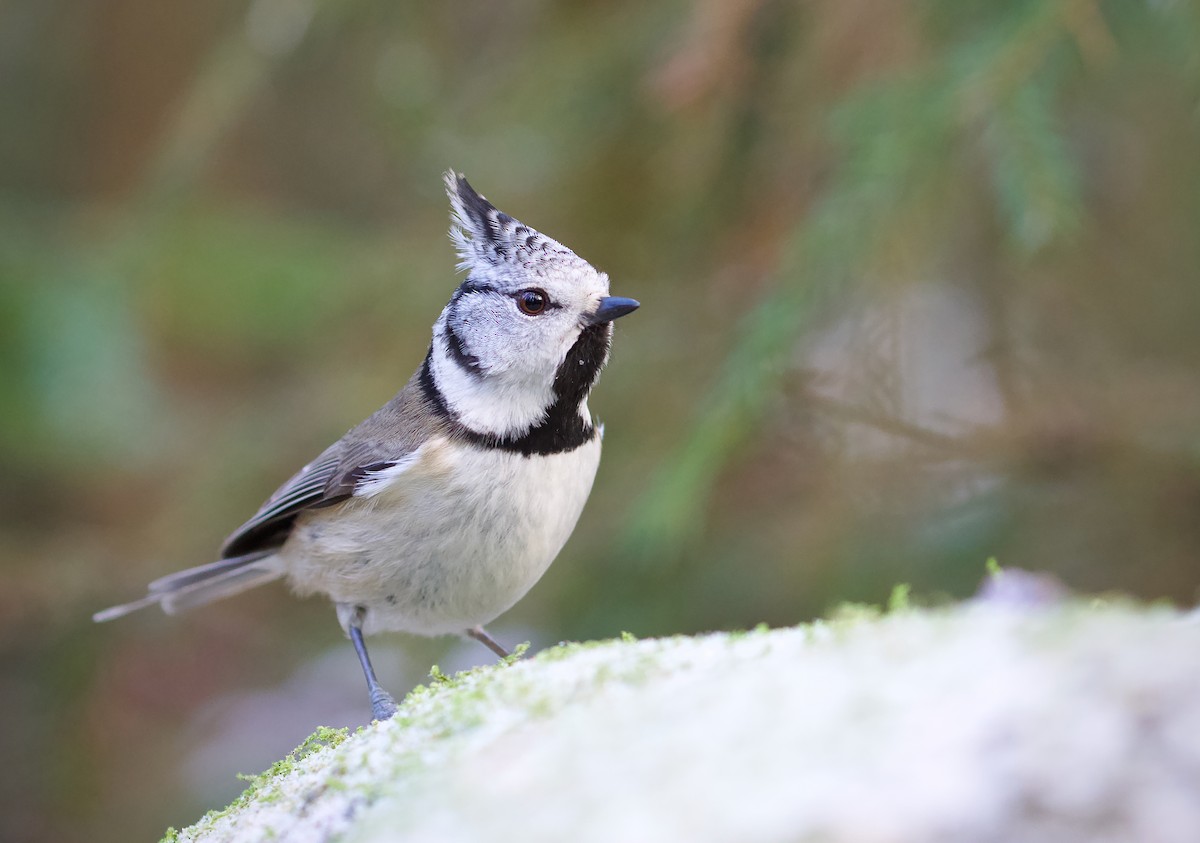 Crested Tit - ML610239596