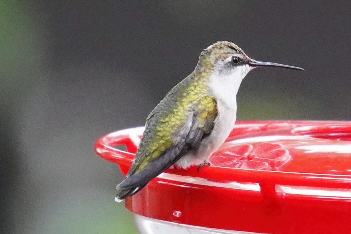 Ruby-throated Hummingbird - ML610239897