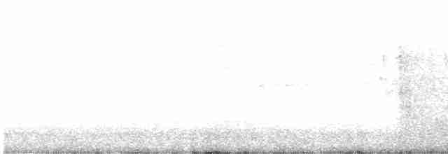 シロハラアマツバメ - ML610239948