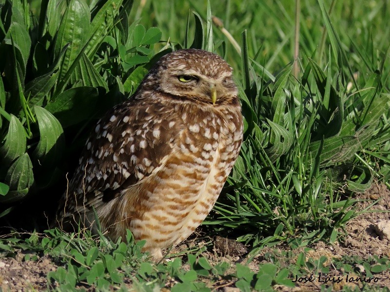 Burrowing Owl - ML610240399