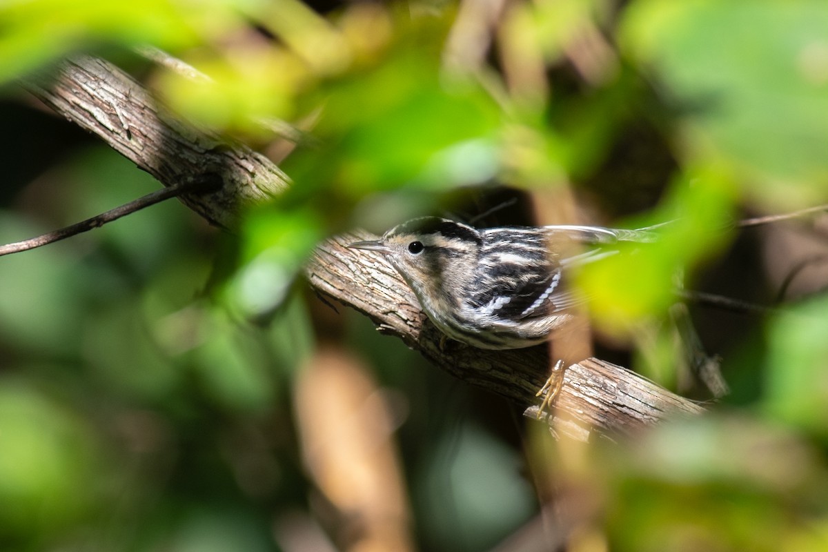 Black-and-white Warbler - ML610240619