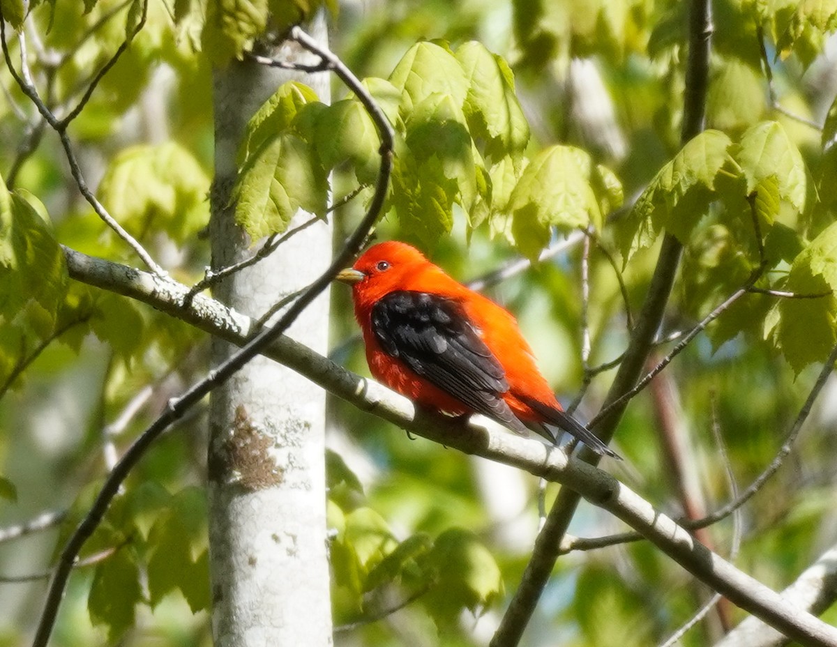 Scarlet Tanager - ML610240961