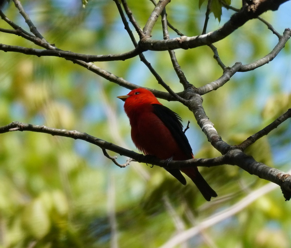 Scarlet Tanager - ML610240962