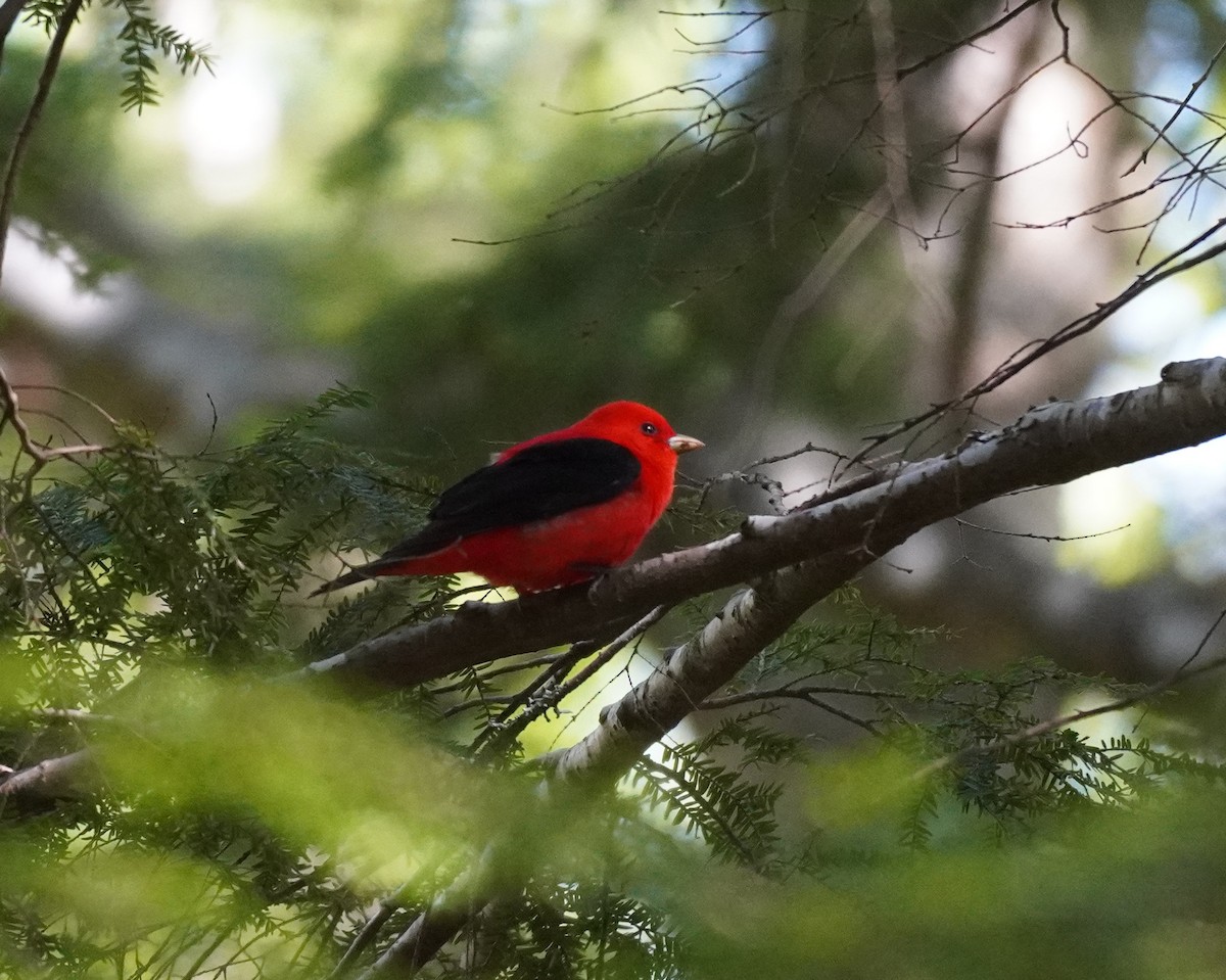 Scarlet Tanager - ML610240963