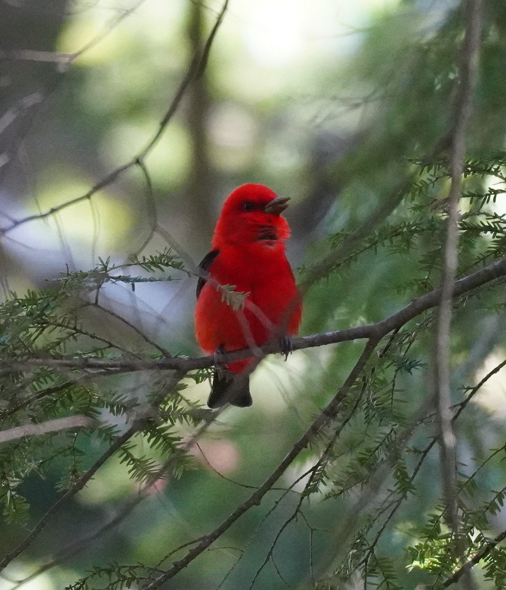 Scarlet Tanager - ML610240964