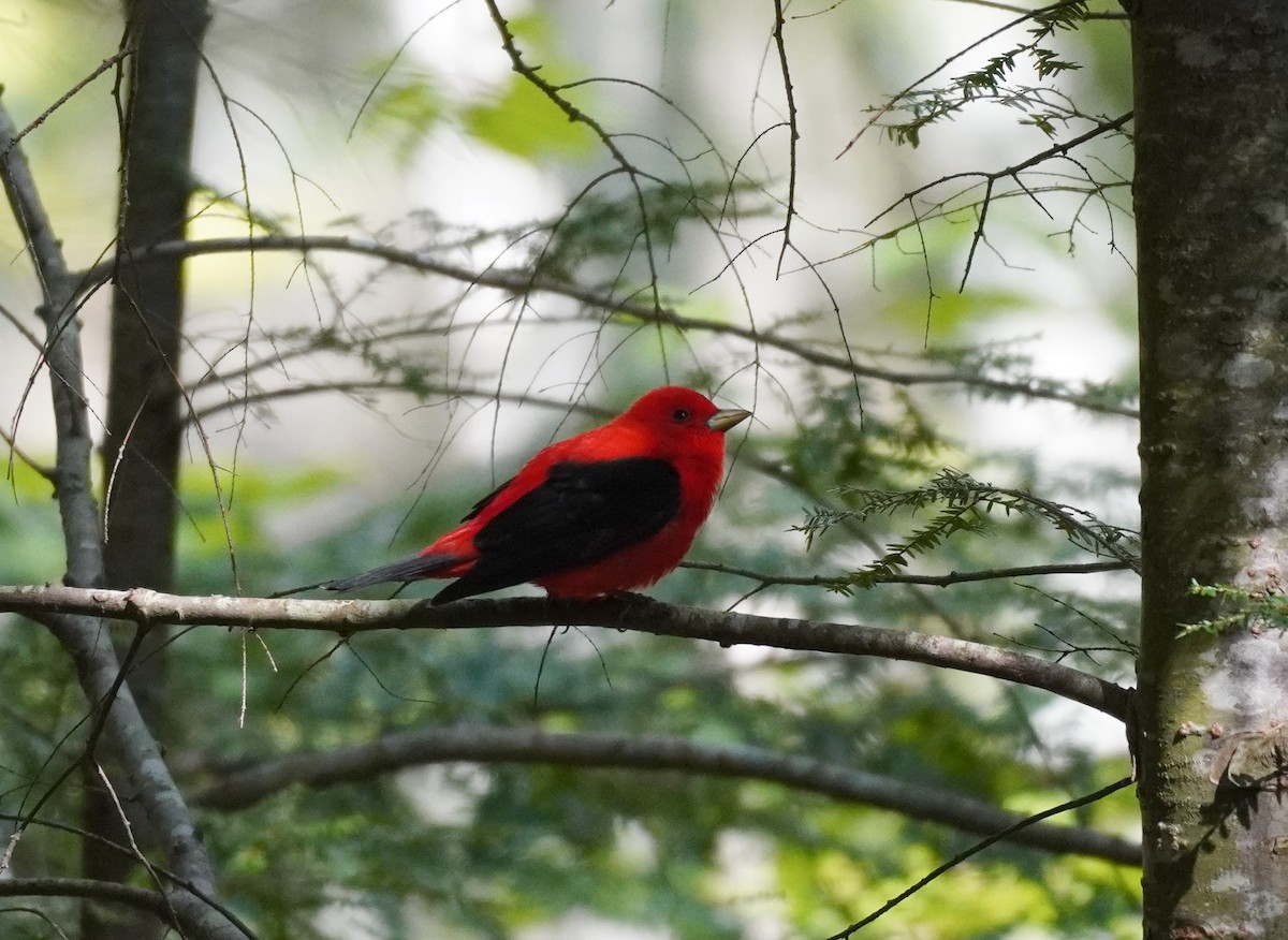 Scarlet Tanager - ML610240966