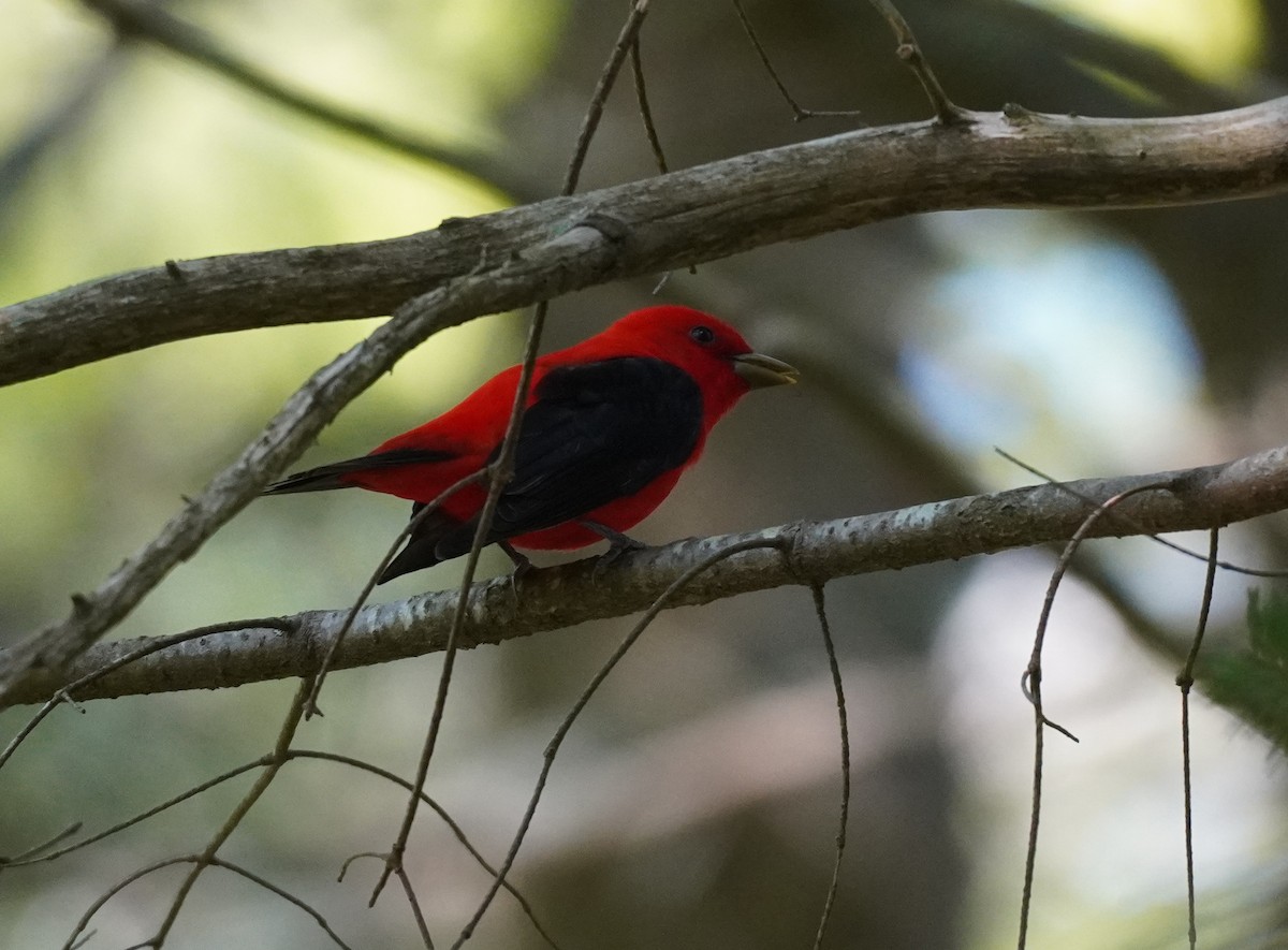 Scarlet Tanager - ML610240967