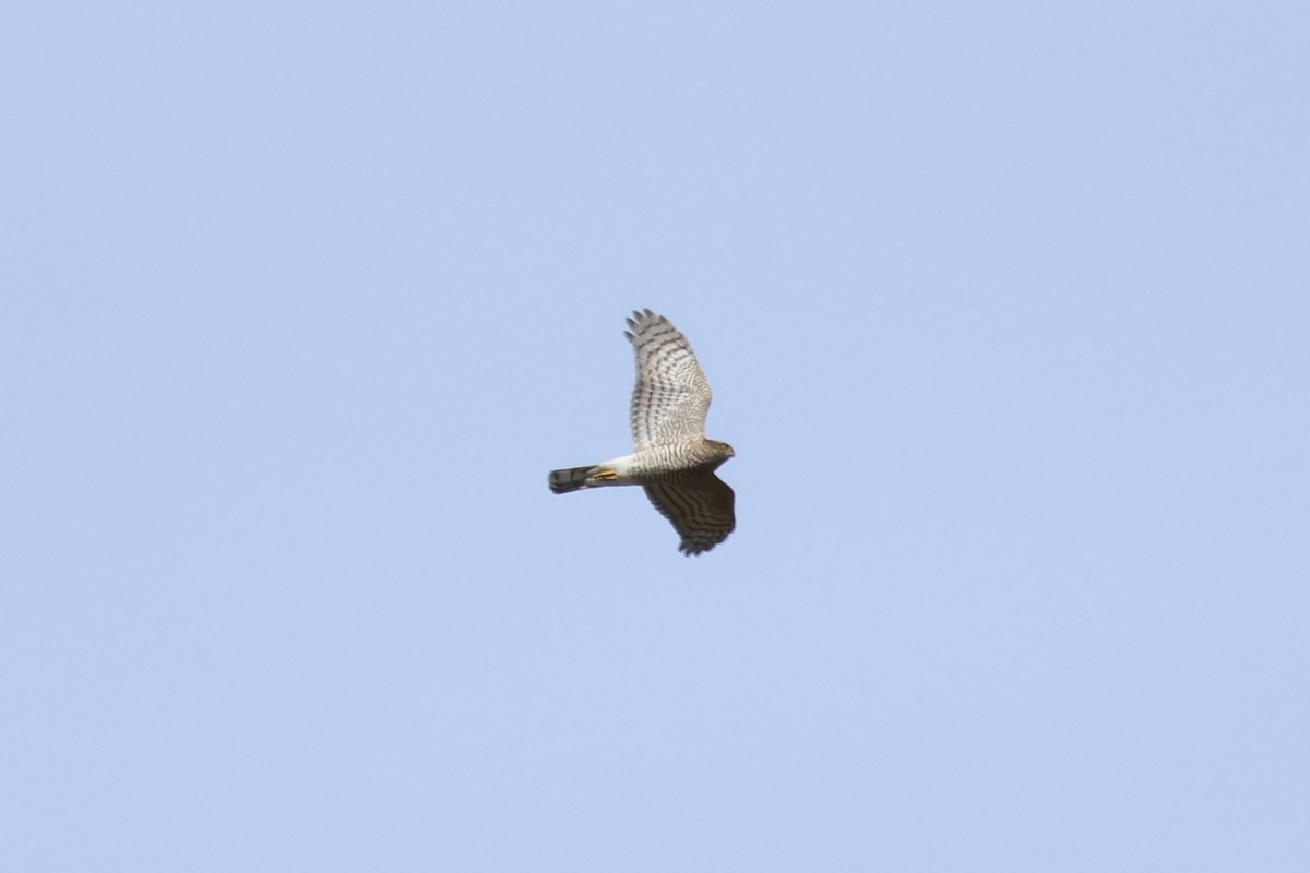 Eurasian Sparrowhawk - Joseba Amenabar