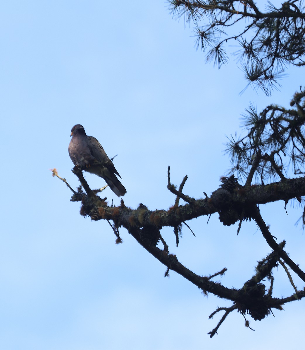 Band-tailed Pigeon (Northern) - ML610241575