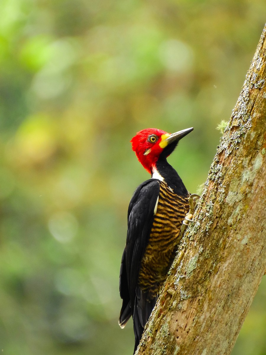 Crimson-crested Woodpecker - ML610241907